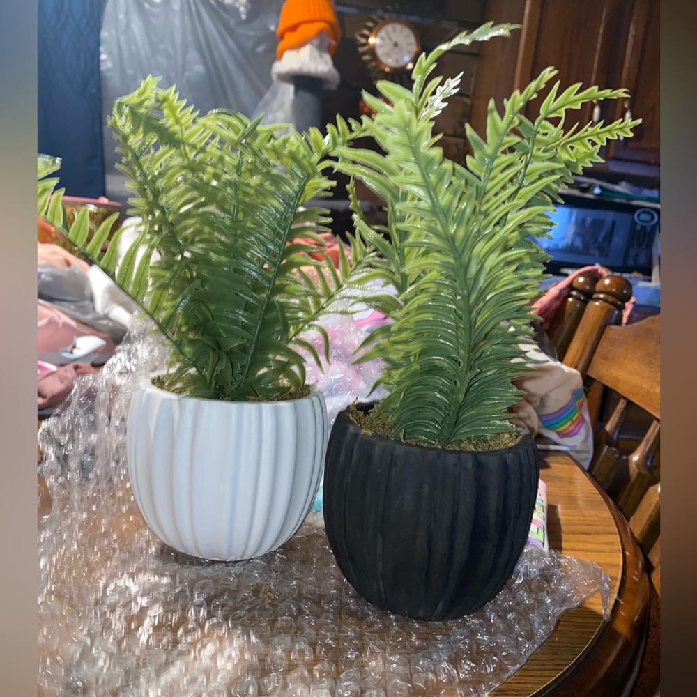 Cute plants!